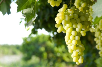 das beste weinlexikon